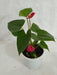 Anthurium Red Color Small Flowering Plant - ChhajedGarden.com