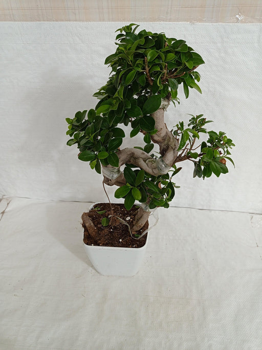 Ficus Bonsai Plant - ChhajedGarden.com