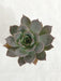 Echeveria Succulent Plant - ChhajedGarden.com