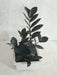 Zamioculcas Black Plant - ChhajedGarden.com