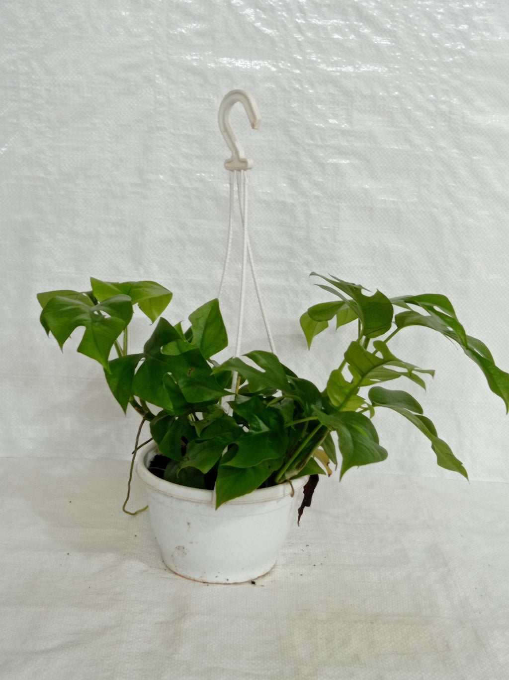 Buy Hanging Plants Online India for a Beautiful and Stylish Home