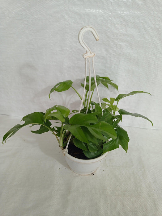 17 cm white hanging pot showcasing the stunning Monstera Deliciosa Minima"