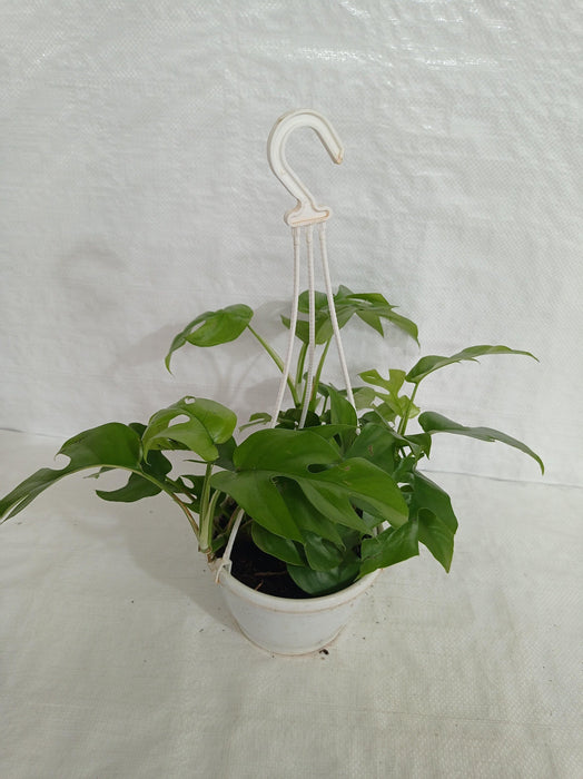 Monstera Deliciosa Minima Hanging Plant - Tropical Beauty for Indoor Displays
