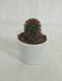 Cacti Mammillaria Carmenae Rubrispina Non-Grafted Cactus - ChhajedGarden.com