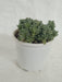 Coleus Coerulescens  Succulent Plant - ChhajedGarden.com