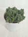 Coleus Coerulescens  Succulent Plant - ChhajedGarden.com