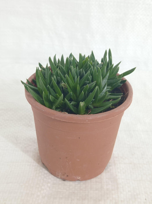 Haworthia Pentagona  Succulent Plant - ChhajedGarden.com