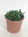 Haworthia Pentagona  Succulent Plant - ChhajedGarden.com