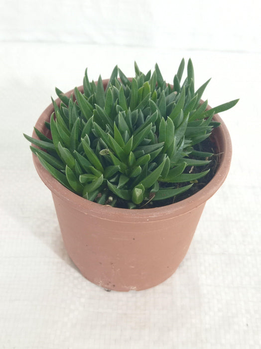 Haworthia Pentagona  Succulent Plant - ChhajedGarden.com