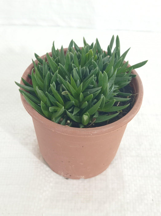 Haworthia Pentagona  Succulent Plant - ChhajedGarden.com