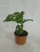 Monstera Obliqua Green Plant - ChhajedGarden.com