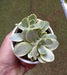 Crassula Money Maker variegated Succulent Plant - ChhajedGarden.com
