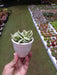 Crassula Money Maker variegated Succulent Plant - ChhajedGarden.com