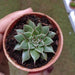 Graptopetalum Filiferum Small Succulent Plant - ChhajedGarden.com