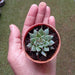 Graptopetalum Filiferum Small Succulent Plant - ChhajedGarden.com