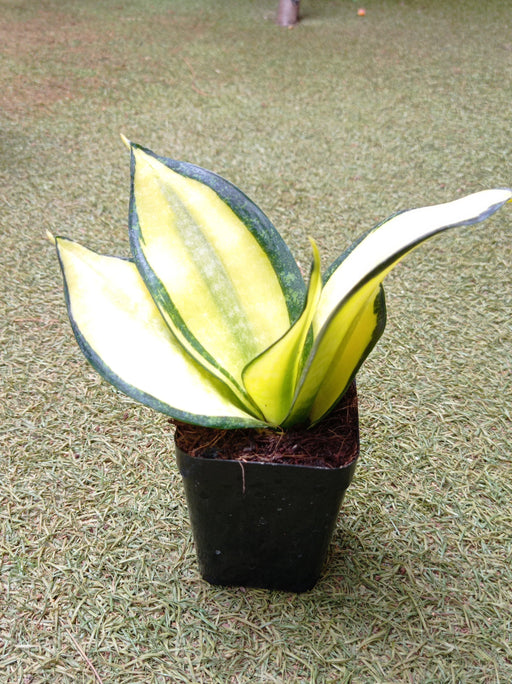 sansevieria solid gold Buy Snake Plant Hahnii Solid Gold Online India – ChhajedGarden.com