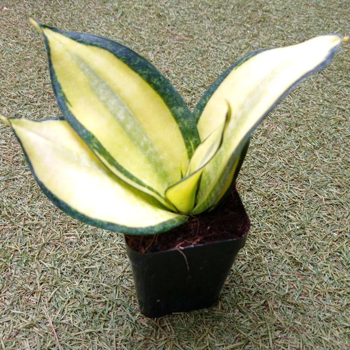 sansevieria trifasciata hahnii solid gold Buy Snake Plant Hahnii Solid Gold Online India – ChhajedGarden.com
