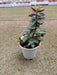 Peperomia Rubella Small Succulent Plant - ChhajedGarden.com