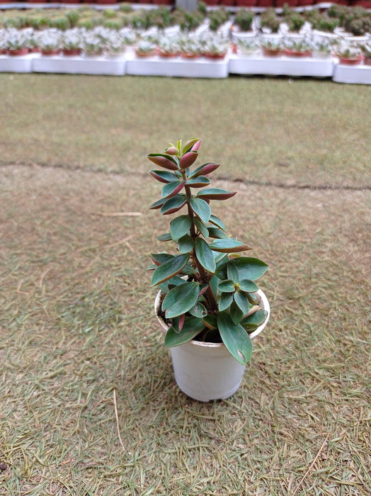 Peperomia Rubella Small Succulent Plant - ChhajedGarden.com