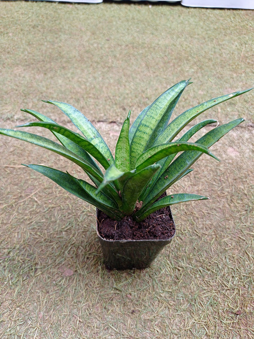 Sansevieria  Hybria Lilliput Plant - ChhajedGarden.com