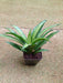 Sansevieria  Hybria Lilliput Plant - ChhajedGarden.com