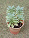 Coleus Coerulescens Small Succulent Plant - ChhajedGarden.com