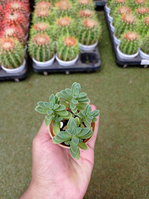 Coleus Coerulescens Small Succulent Plant - ChhajedGarden.com