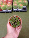 Aeonium Sedifolium Small Succulent Plant - ChhajedGarden.com