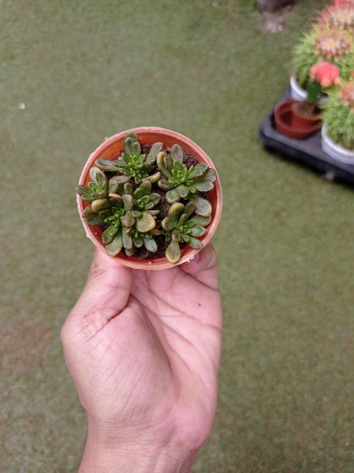 Aeonium Sedifolium Small Succulent Plant - ChhajedGarden.com