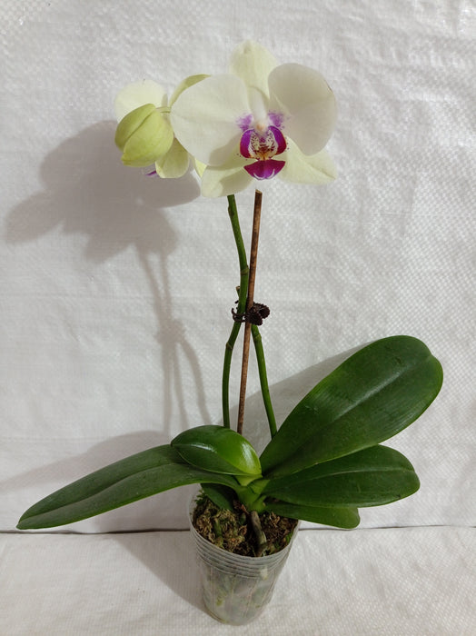 Phalaenopsis Orchid Live Plant Yellow Color