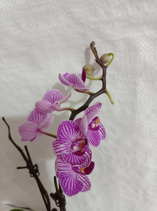 Phalaenopsis Orchid Live Plant - Purple Color