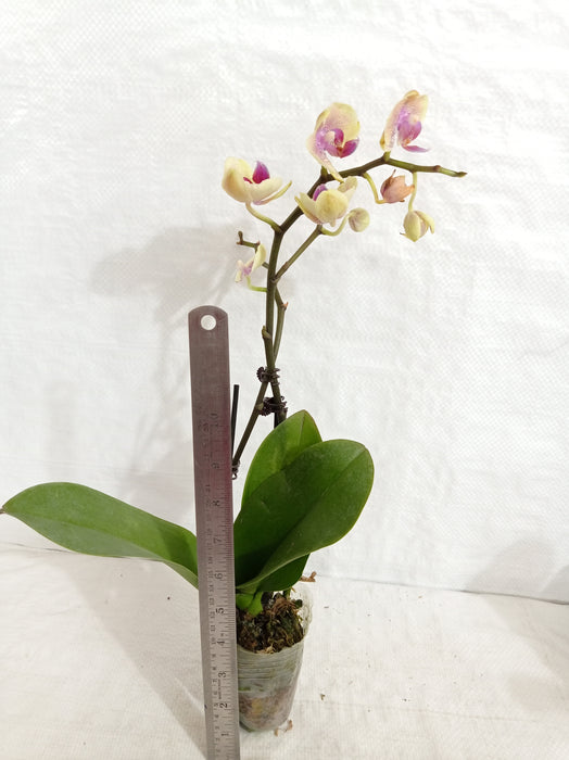 Phalaenopsis Orchid Live Plant - Bi Color Pink Plant