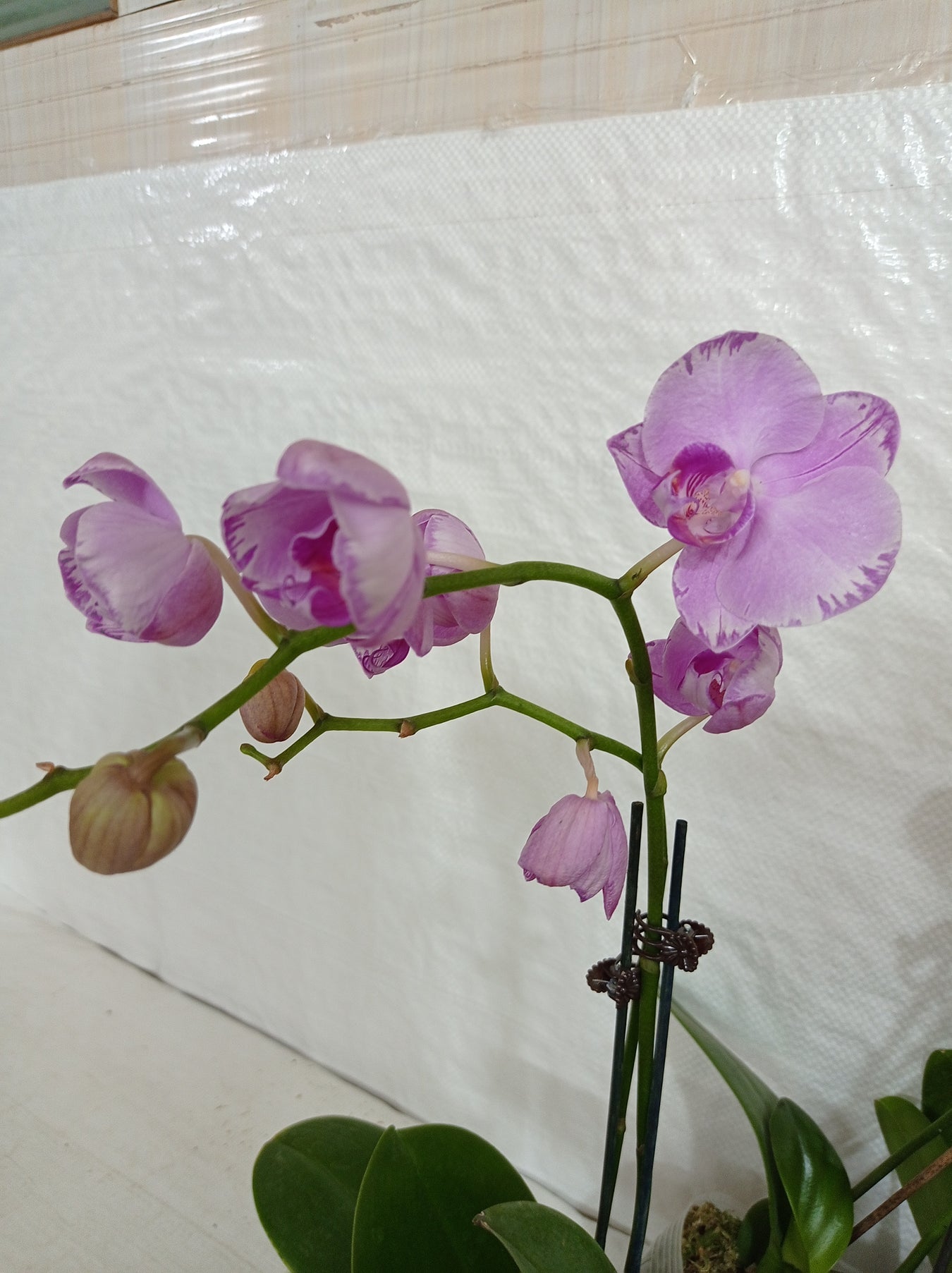 Orchid
