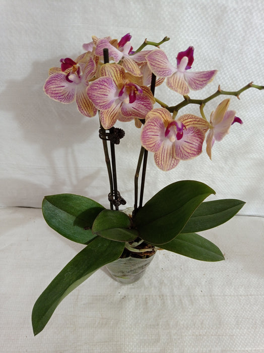 Phalaenopsis Orchid Live Plant