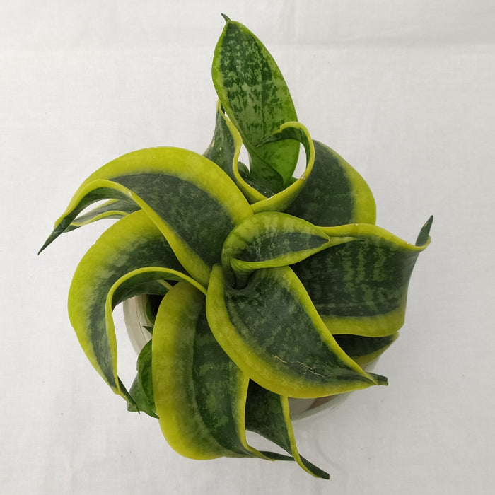 tornado snake plant Buy Rare Tornado Snake Plant Online India at Lowest Price – ChhajedGarden.com