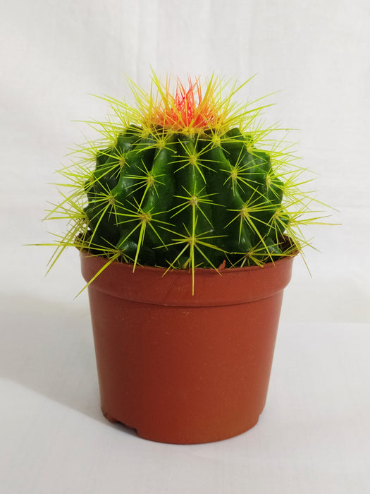 Echinocactus grusonii Painted Non-Grafted Green-Orange Cactus (In plastic pot)