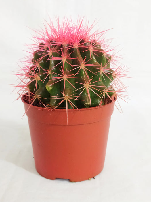 Echinocactus grusonii Painted Non-Grafted Rose Cactus (In Plastic Pot)