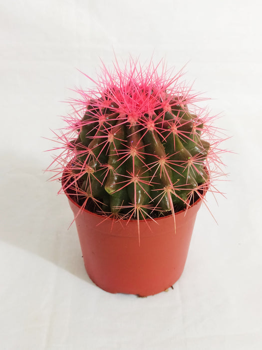 Echinocactus grusonii Painted Non-Grafted Rose Cactus (In Plastic Pot)