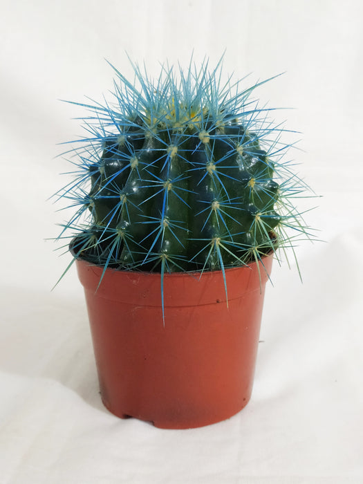 Echinocactus grusonii Painted Non-Grafted Blue Cactus (In plastic pot)