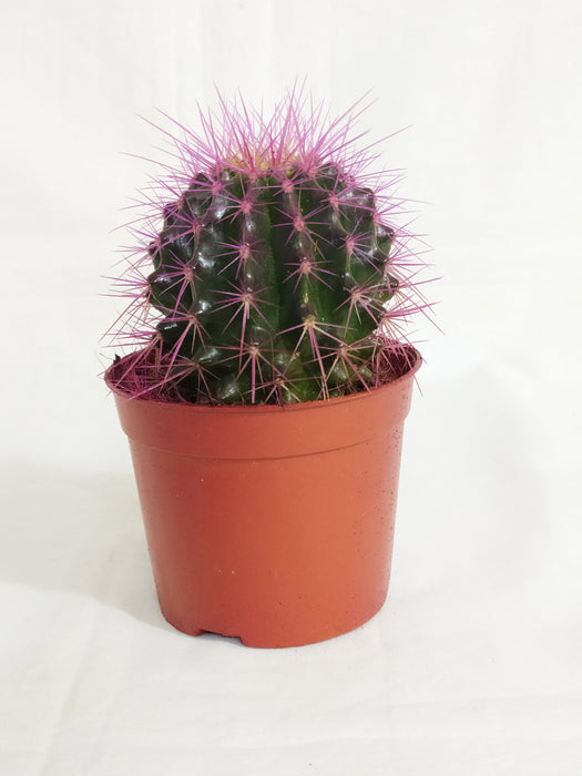 Echinocactus grusonii Painted Non-Grafted Purple Cactus (In Plastic pot)