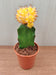 Bright Yellow Sunburst Indoor Cactus in Mini Pot
