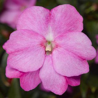Impatiens New Guinea Florific Lavender Flower Seeds - ChhajedGarden.com