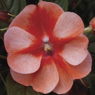 Impatiens New Guinea Florific Sweet Orange Flower Seeds - ChhajedGarden.com