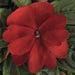 Impatiens New Guinea Florific Red Flower Seeds - ChhajedGarden.com