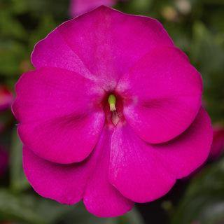 Impatiens New Guinea Florific Violet Flower Seeds - ChhajedGarden.com