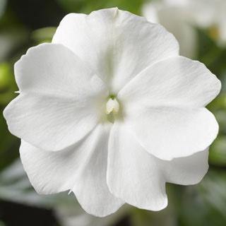 Impatiens New Guinea Florific White Flower Seeds - ChhajedGarden.com