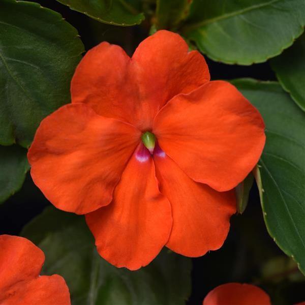 Impatiens Beacon Orange Flower Seeds - CGASPL