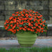 Impatiens Beacon Orange Flower Seeds - CGASPL