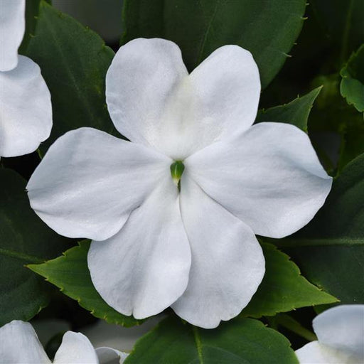 Impatiens Beacon White Flower Seeds - CGASPL