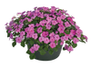 Impatiens Lollipop Bubblegum Pink Flower Seeds - CGASPL